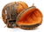 Nokona Hunting Season EP 33 1/2" Baseball Catcher's Mitt HS - 3350C - SPC SportsHS - 3350C - LNokona